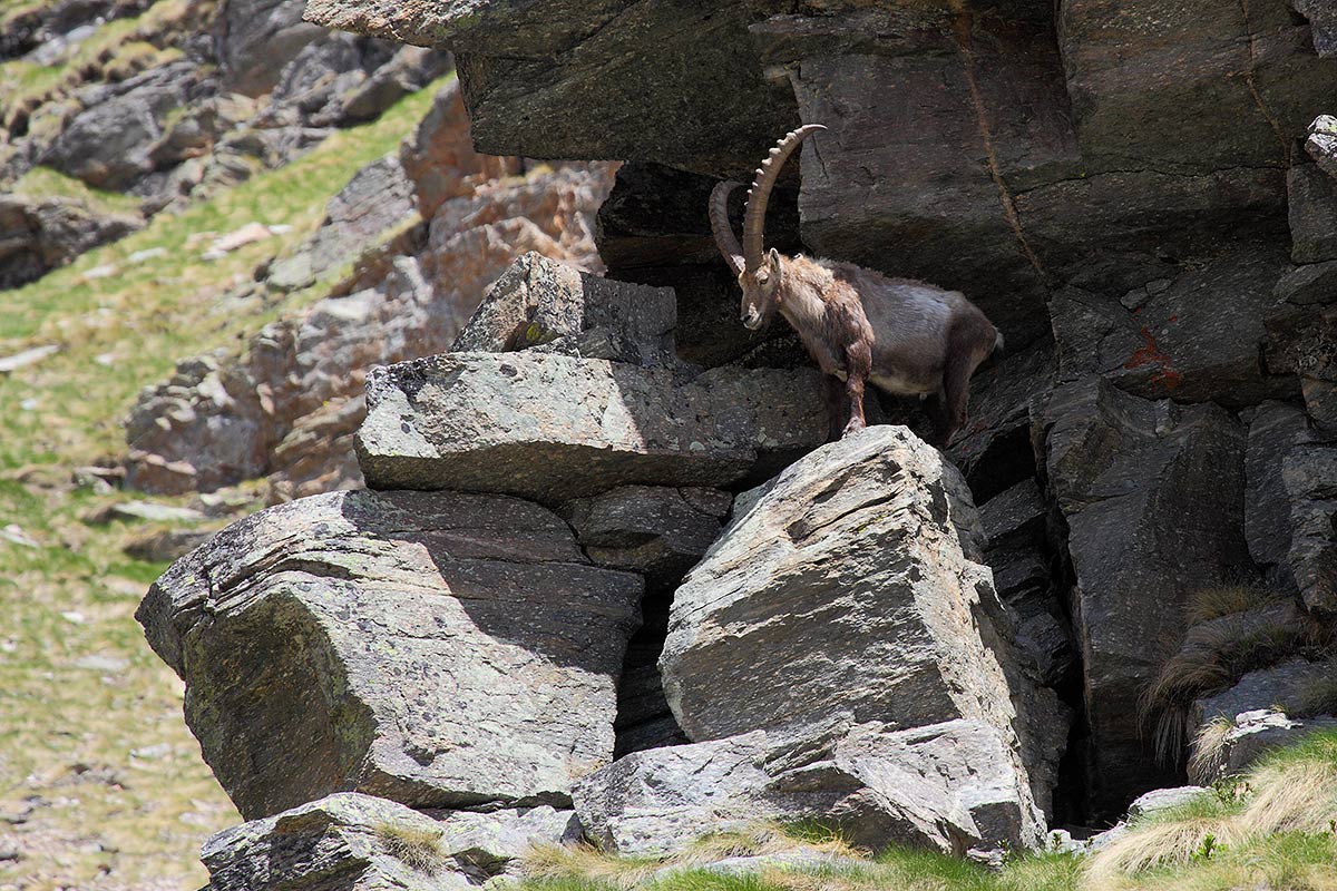 Stambecchi Gran Paradiso